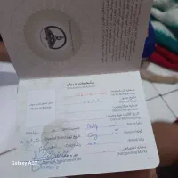 فروش سگ|سگ|نسیم‌شهر, |دیوار