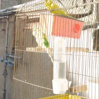 مرغ عشق|پرنده|سنندج, |دیوار