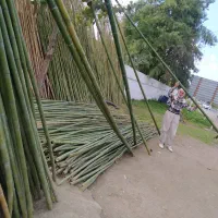 لوله خیزران کلی و جزیی|خدمات باغبانی و درختکاری|رشت, حومه رشت|دیوار