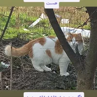 گربه نر عقیم شده و گم شده|حیوانات|املش, |دیوار