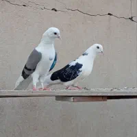 کفتر