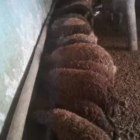 بره نر برای پرواری|حیوانات مزرعه|سربند, |دیوار