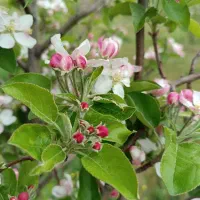 زمین در روستای گرده وباغ ۵۰۰۰متری در میرزانق|فروش زمین و ملک کلنگی|عنبران, |دیوار