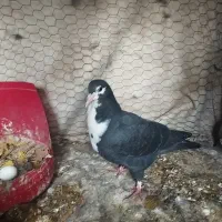 کبوتر کرواتی|پرنده|مشهد, رضاشهر|دیوار