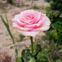 فروش گل رز شاخه ای