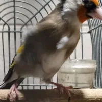 سهره|پرنده|شیراز, شریفآباد|دیوار