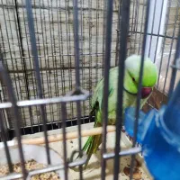 طولی ملنگوی نر