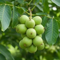 نماینده رسمی  فروش نهال شوید