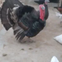 بقلمون نره چاق