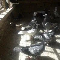 ۳۵ عدد پرنده نر ماده مقلف قاطی بیشتر نر تهران قدیم|پرنده|قزوین, |دیوار