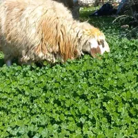 فروش ورندیل اول بره