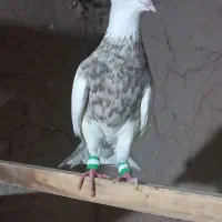 ساده چپزرد