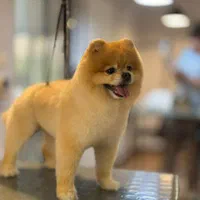 کوتاهی مو اصلاح حیوانات خانگی سگ گربه|خدمات پیشه و مهارت|شیراز, بعثت|دیوار