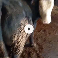 گوساله نر ۶۰۰کیلوی دورگ سیمینتال