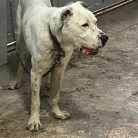 سگ الابای|سگ|تهران, شهرک استقلال|دیوار