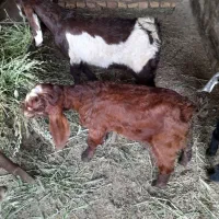 بزغاله پاکستانی