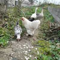 خروس سلطان زینتی