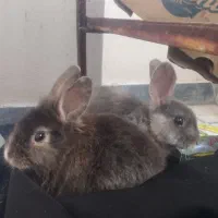 حیوان خانگی|موش و خرگوش|فولادشهر, مسکن مهر فولادشهر|دیوار