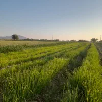 ۲کیلو نشا  پیاز زرد فروشی|گل و گیاه طبیعی|عنبرآباد, |دیوار