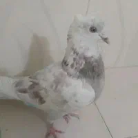 دوتاکبوترنرگرفتنی حریف هردوتاش نربغورمست