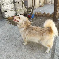 سگ پاکوتاه پامراسپیتز