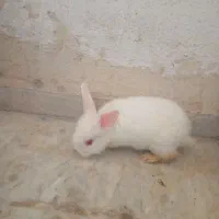 خرگوش