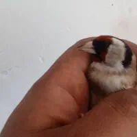 فروش 25عدد سره فروشی|پرنده|ملایر, |دیوار