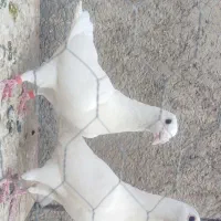سفید المانی سفید کرمونی سوسکسی  سار سرخ