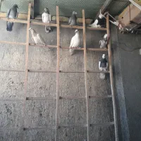 کبوترپرشی|پرنده|ضیاء آباد, |دیوار