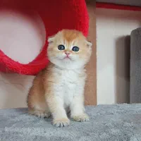 گربه های زیبا و اصیل (پرشین / بریتیش / اسکاتیش )|گربه|اصفهان, جلفا|دیوار