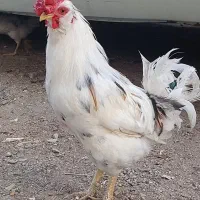 خروس گلین