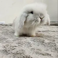 خرگوش فانتزی لوپ نجاد دار