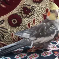 عروس هلندی|پرنده|قم, نوبهار|دیوار