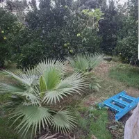 نهال پالم|گل و گیاه طبیعی|آمل, |دیوار