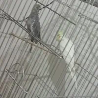 عروس هلندی|پرنده|اهواز, شهرک اکباتان|دیوار