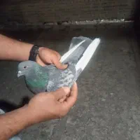 تعداد کفتر پرشی مایه کفتر با  ضمانت