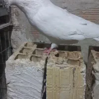 کبوتر سفید|پرنده|ارومیه, |دیوار