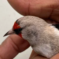 سهره نر|پرنده|ساری, |دیوار