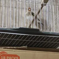 کبوتر رنگی و طوقی و عروس مینا|پرنده|ایلام, |دیوار