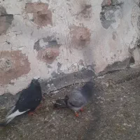 کبوتر|پرنده|مشهد, آبکوه|دیوار