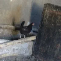 فروش مرغ تخمگذار|حیوانات مزرعه|ازنا, |دیوار