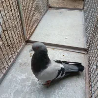 فروش کبوتر پر