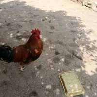 فروش فوری خروس محلی و خروس سفید