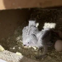 برزیلی سرلاکی و گرینچیک