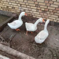 قوغاز عروس هلتدی مولد