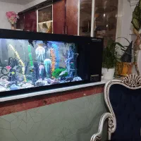 آکواریوم