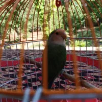 طوطی برزیلی|پرنده|تهران, امام زاده عبدالله|دیوار