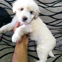 سگ پشمالو بازیگوش و باهوش