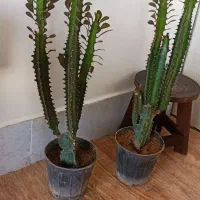 گل سانسوریا|گل و گیاه طبیعی|خواف, |دیوار