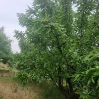 باغ بادام ۵۰۰متری و ۱۰۰۰متری